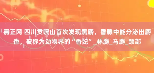 嘉正网 四川贡嘎山首次发现黑麝，香腺中能分泌出麝香，被称为动物界的“香妃”_林麝_马麝_颈部